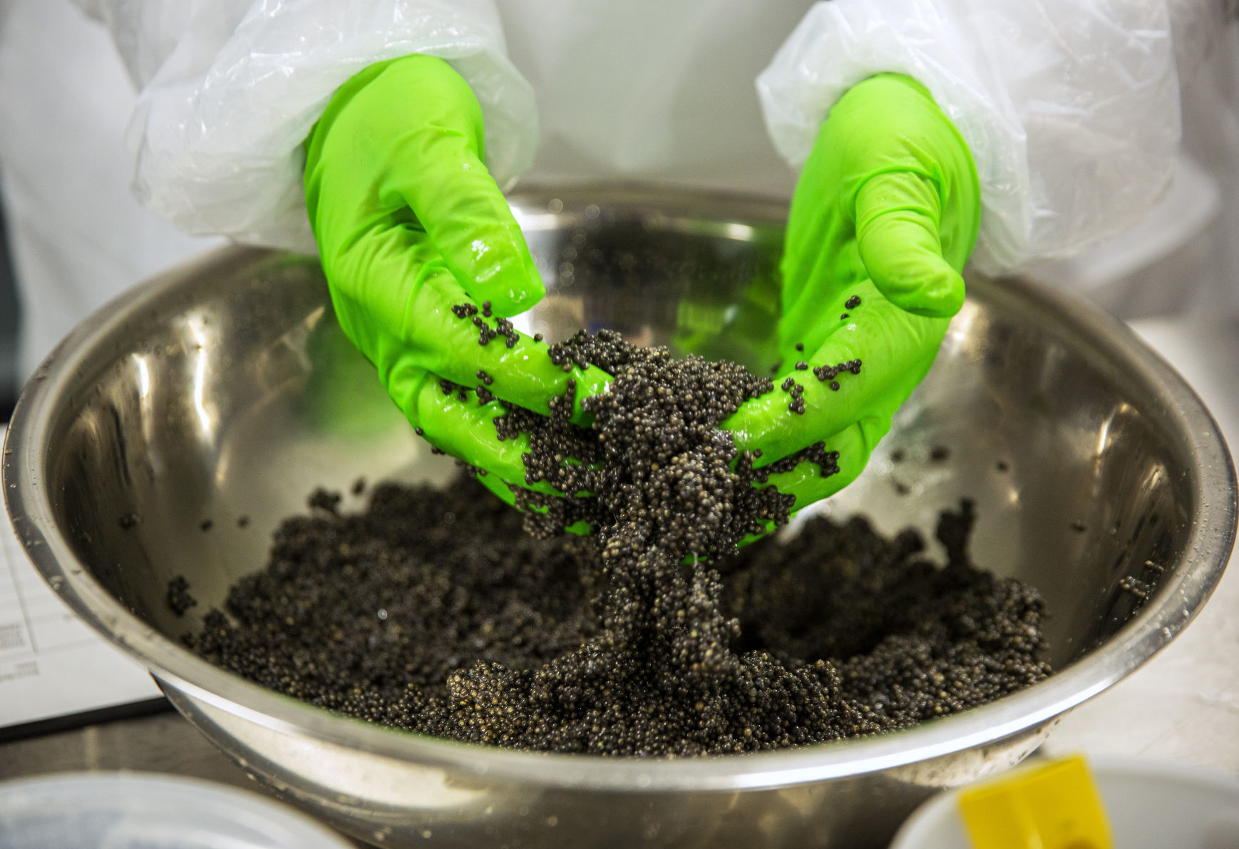 Caviar processing